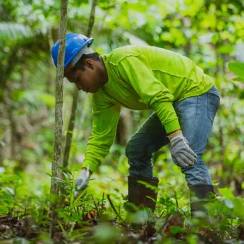 Nachhaltig investieren – Regenwälder Panama aufforsten