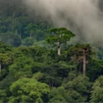 Nachhaltig investieren – Regenwälder Panama aufforsten