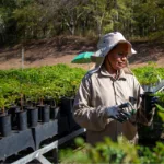 Nachhaltig spenden: zerstörter Regenwald aufgeforstet