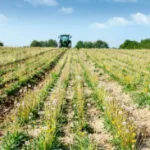 Nachhaltige Reifen aus Löwenzahnpflanze Naturkautschuk