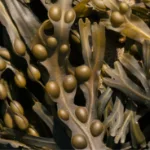 Umweltfreundliche Lebensmittelverpackung