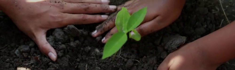 Hände pflanzen einen jungen Baum